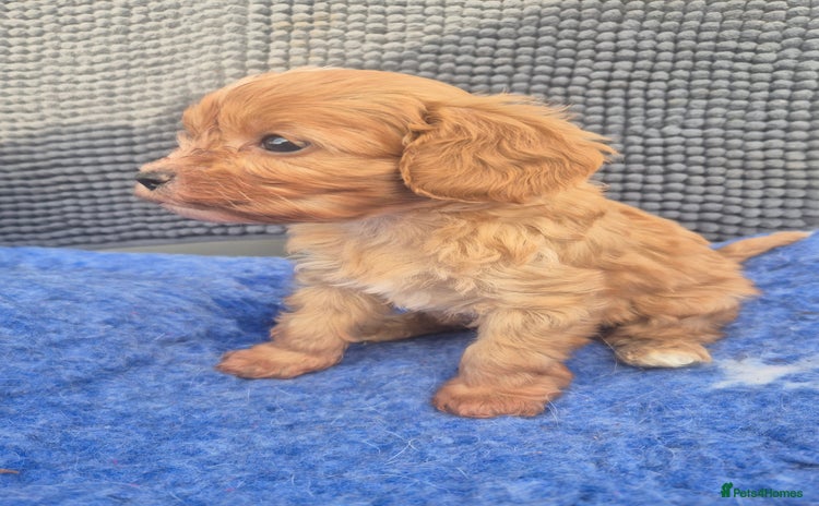 Cavapoo dogs - Advert 3