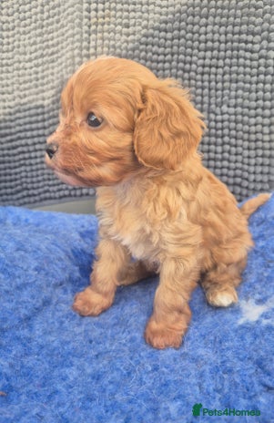 Cavapoo dogs - Advert 3