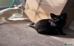 British Shorthair cats for sale: 2 beautiful kittens. Indoor only. Ideal go 2gether - Image 7
