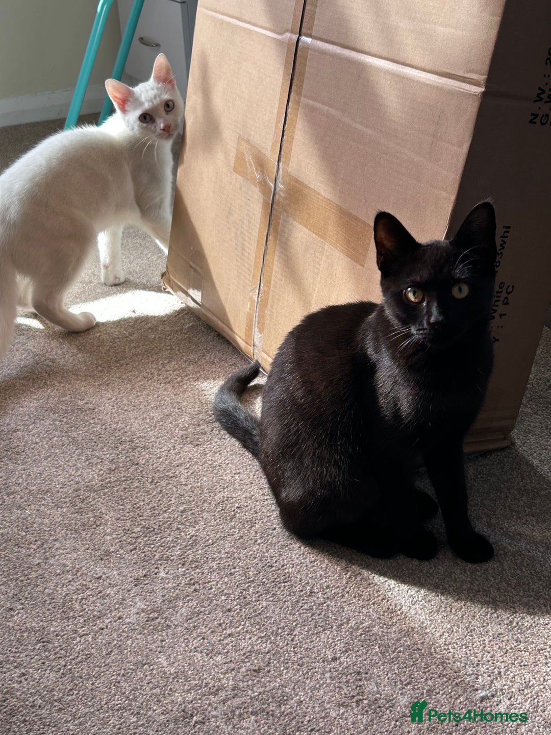 British Shorthair cats for sale: 2 beautiful kittens. Indoor only. Ideal go 2gether - Image 7