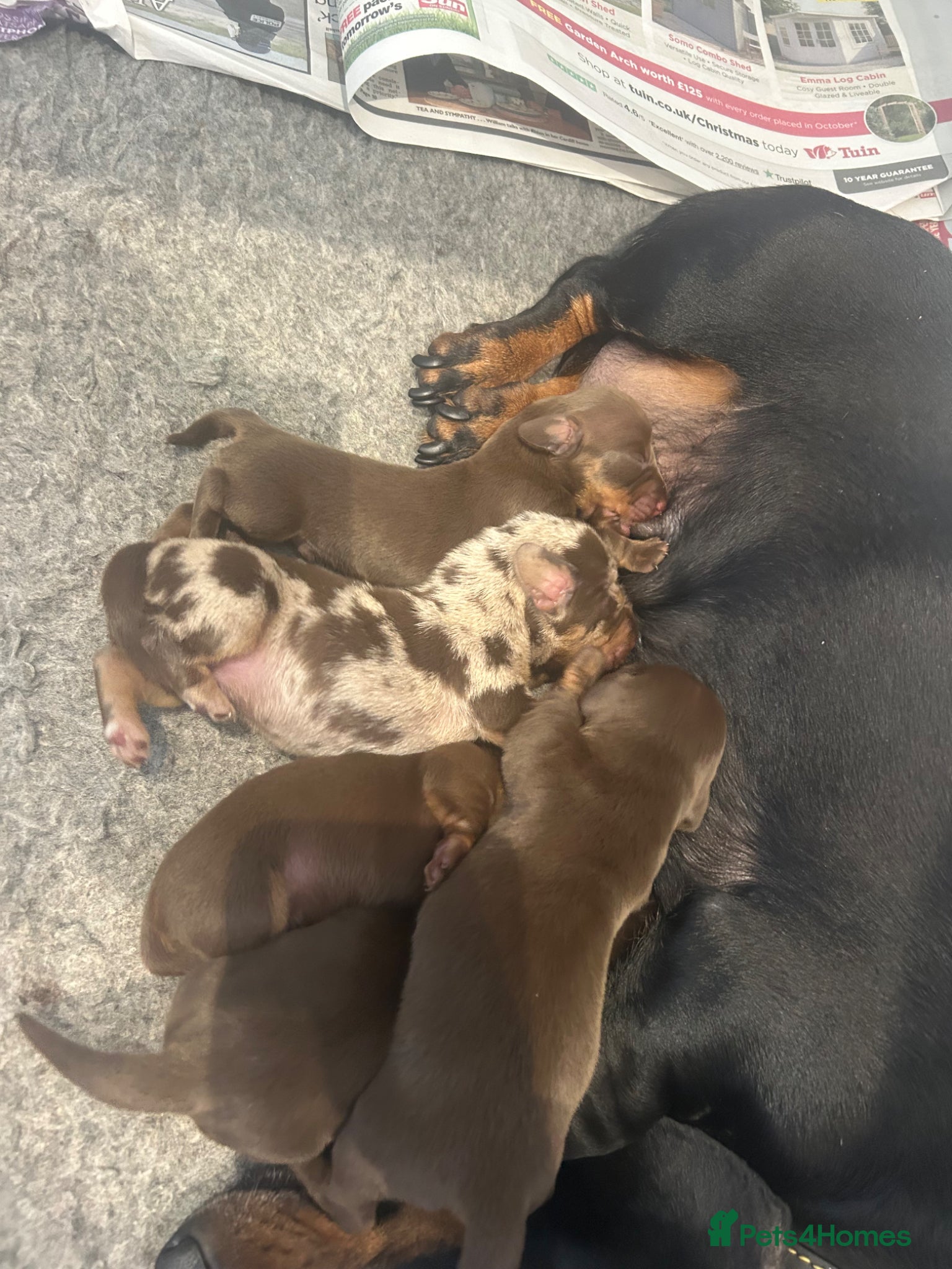Miniature Dachshund dogs KC, DNA clear, beautiful mini dachshund puppies - Advert 1