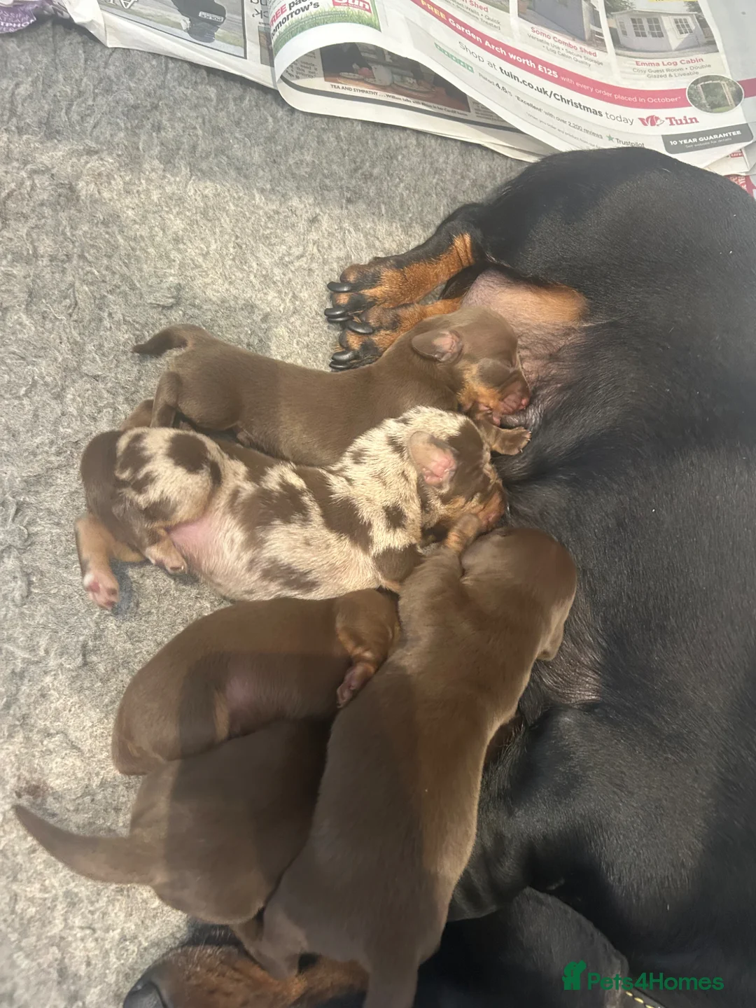 Miniature Dachshund dogs for sale: KC, DNA clear, beautiful mini dachshund puppies - Advert 1