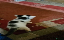 Mixed Breed cats for sale: Kittens - Advert 9