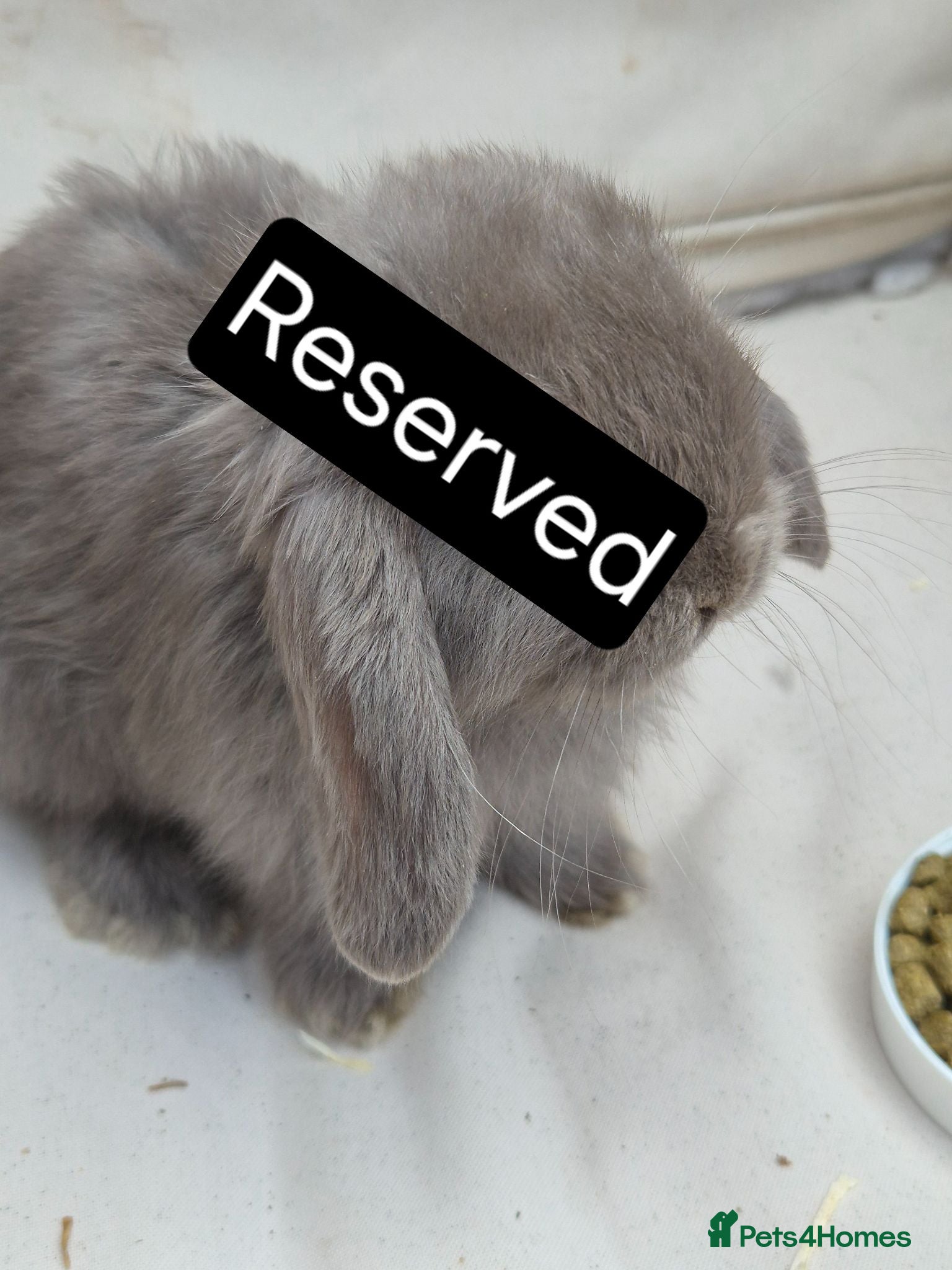 Mini Lop rabbits Mini Lop Babies – Adorable, Stunning Litter - Advert 2