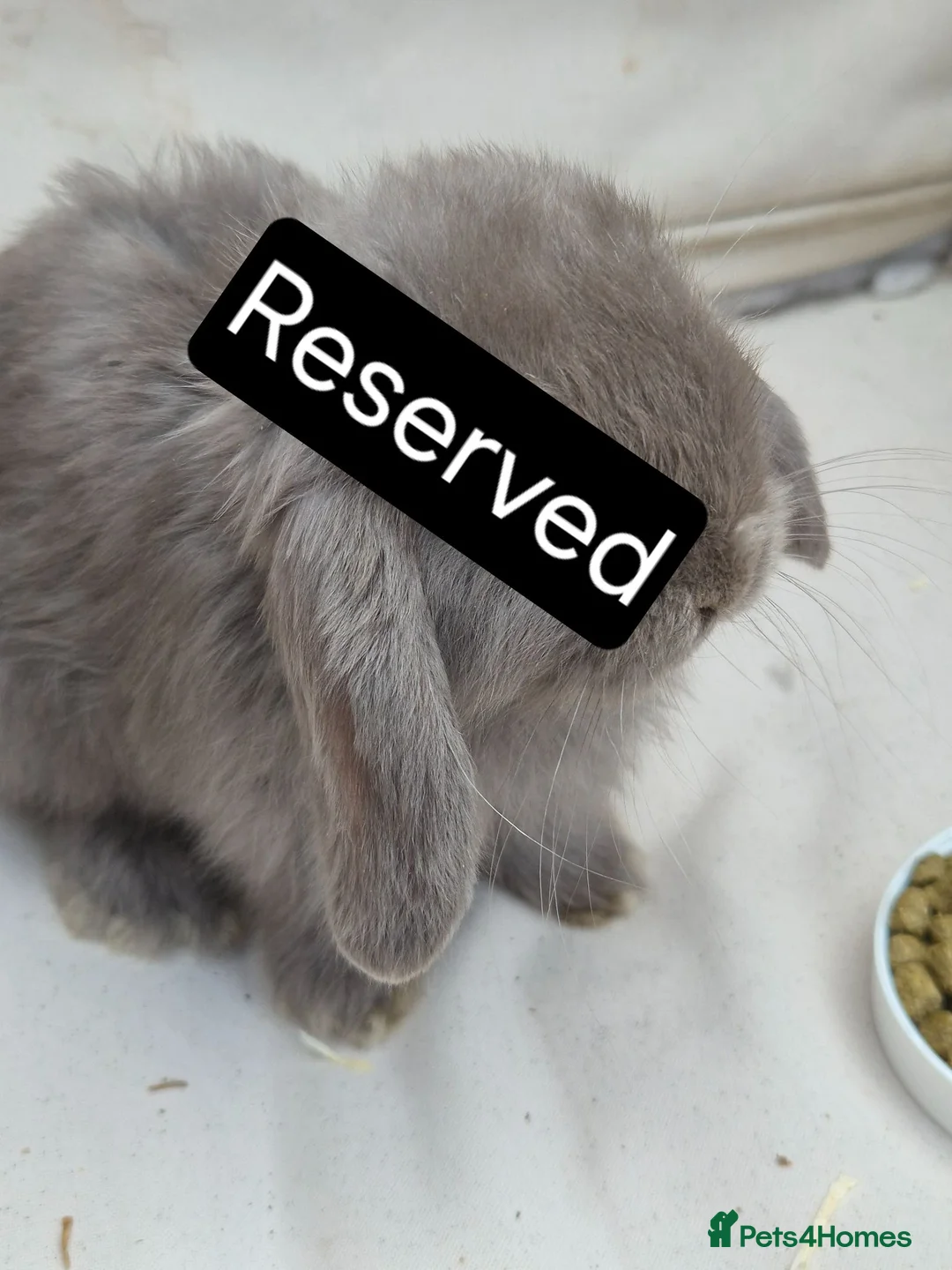 Mini Lop rabbits for sale: Mini Lop Babies – Adorable, Stunning Litter - Advert 4