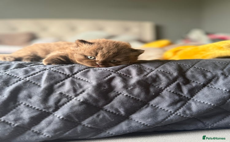 British Shorthair cats - Advert 14