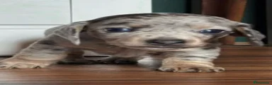 Dachshund 1