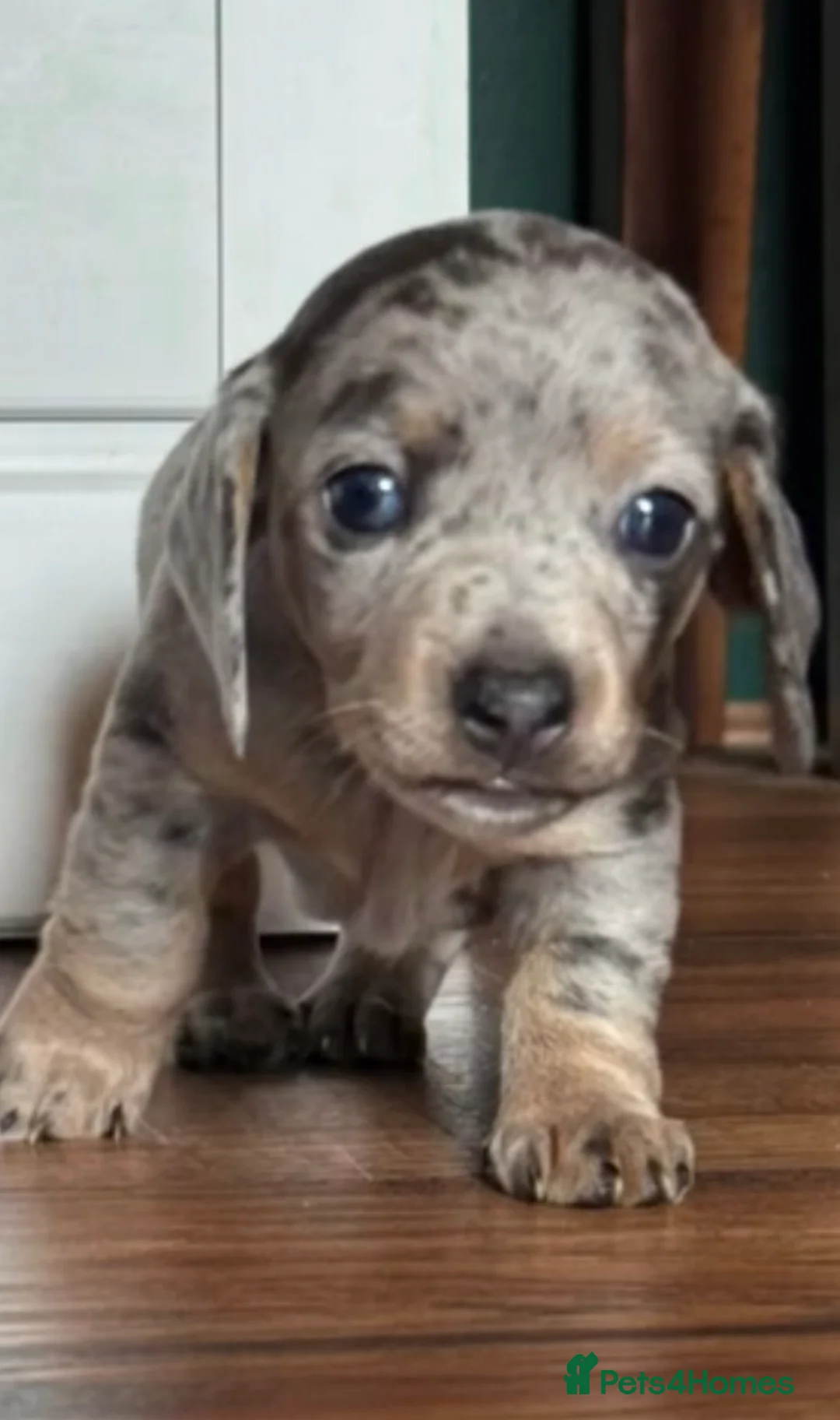 Dachshund dogs for sale: Beautiful dachshund Puppies for Forever Homes 🐾 in Sunderland - Advert 2