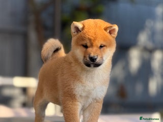 Japanese Shiba Inu dogs KC registered red Shiba Inu puppy clear DNA - Advert 2