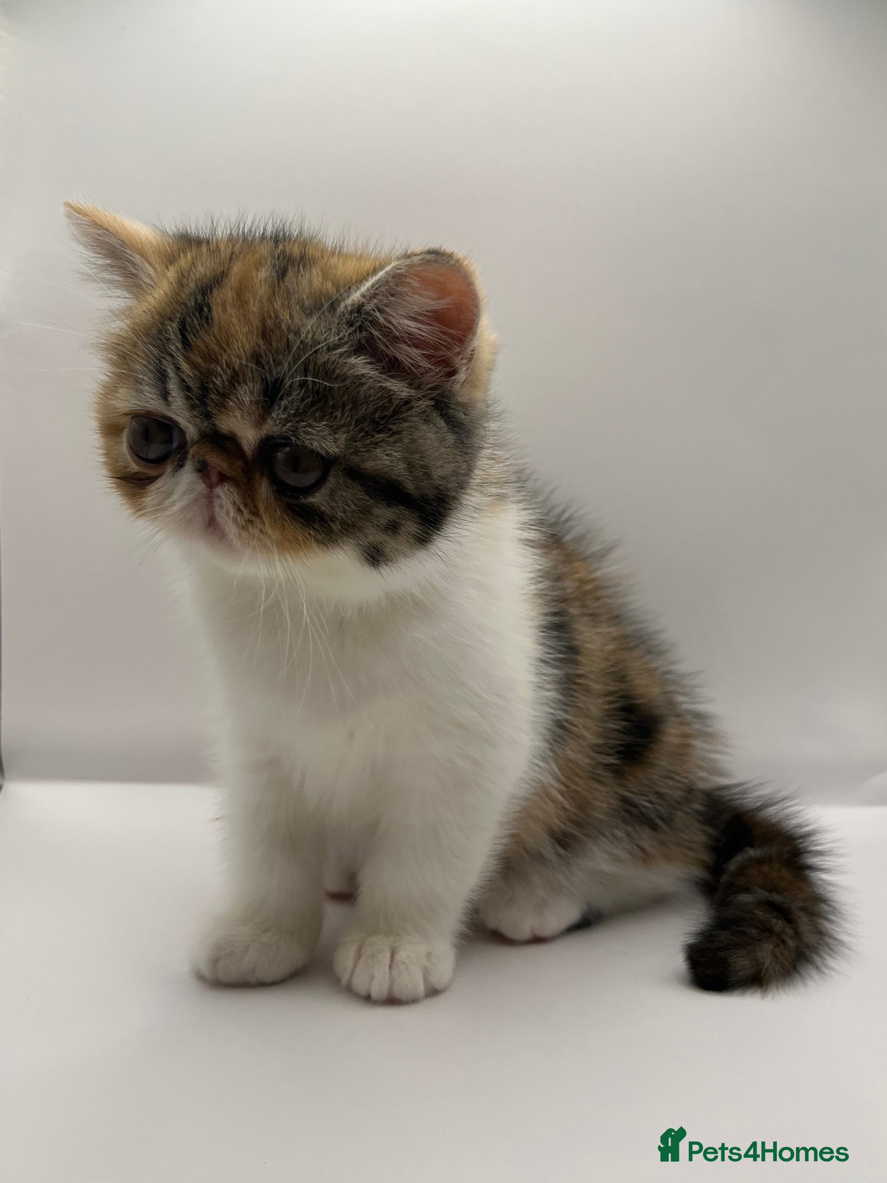 Exotic cats Exotic kittens  - Advert 4