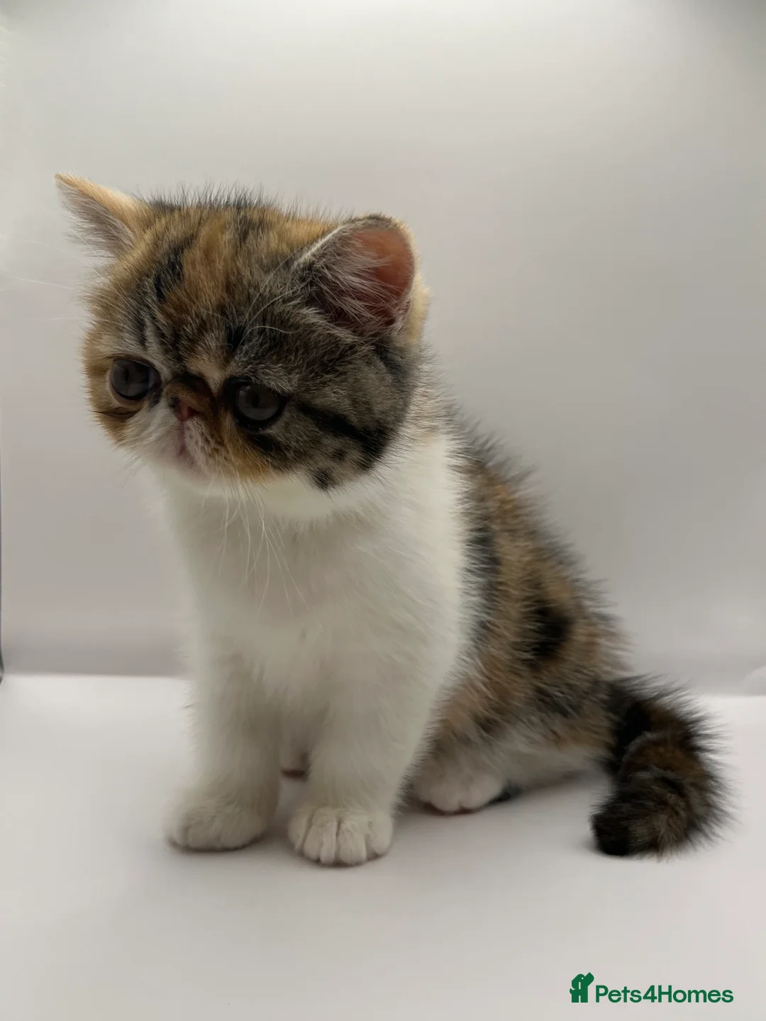 Exotic cats for sale: Exotic kittens  - Advert 1