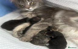 Bengal cats for sale: Manecoon x bengal kittens  - Image 7