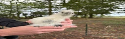 Chickens poultry for sale: Pure Silkie Chicks - Advert 2