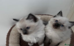 Ragdoll cats for sale: Fluffy and floppy Ragdoll kittens - Image 4