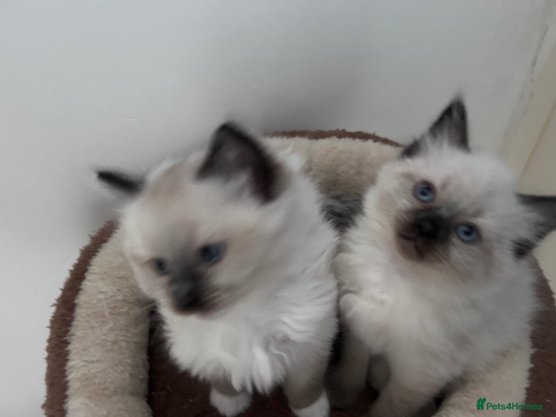 Ragdoll cats for sale: Fluffy and floppy Ragdoll kittens - Image 4