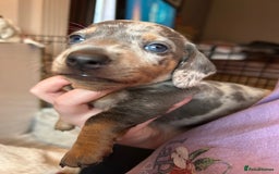 Miniature Dachshund dogs for sale: Mini dachshund puppies 6 weeks - Advert 27