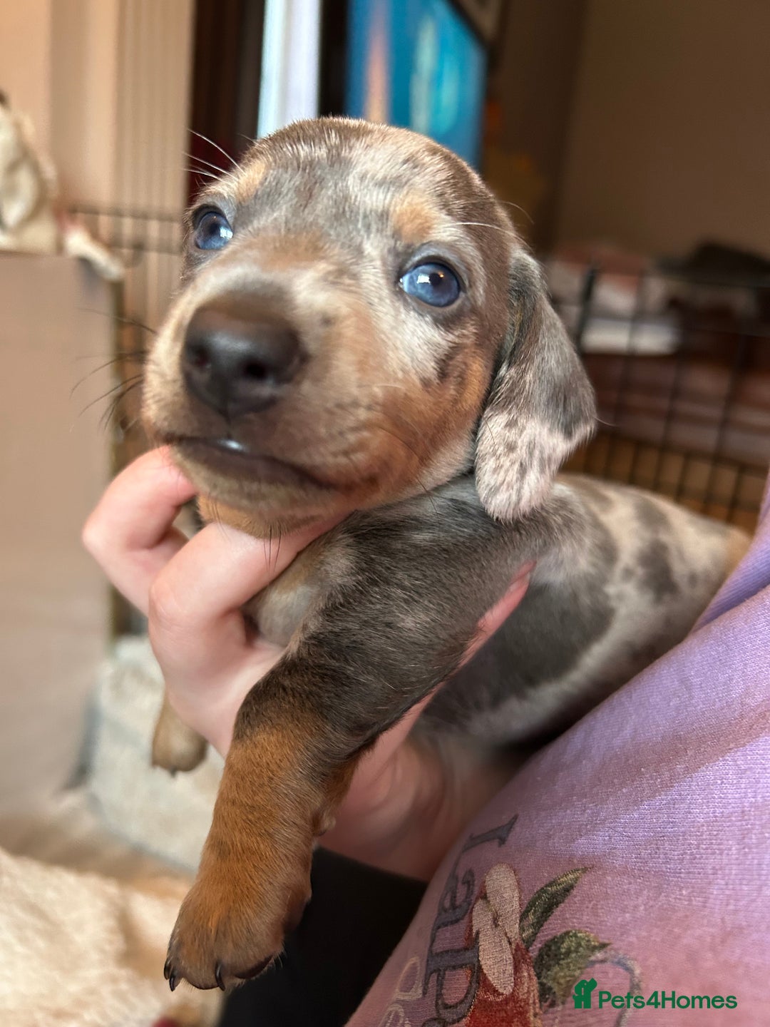 Miniature Dachshund dogs for sale: Mini dachshund puppies 6 weeks - Advert 27