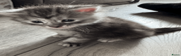 Maine Coon cats for sale: Stunning Maine Coon Kittens – 4 Girls & 1 Boy - Advert 13