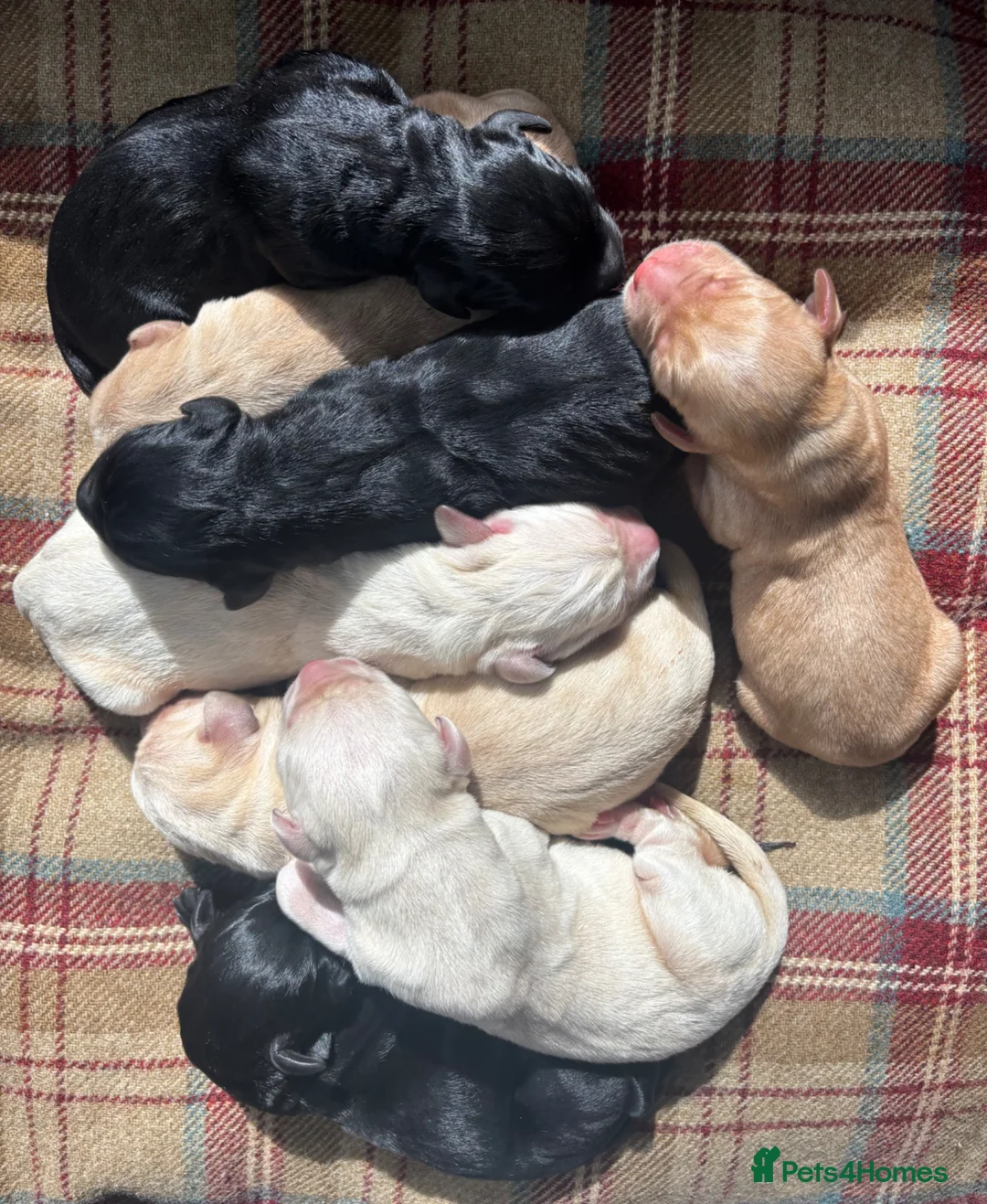 Labrador Retriever dogs for sale: Stunning, Health Tested Parents, KC Lab Puppies - Advert 1