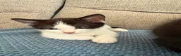 Mixed Breed cats for sale: Beautifull kittens - Advert 5