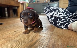 Miniature Dachshund dogs for sale: Smooth haired Miniature dachshund - Image 8