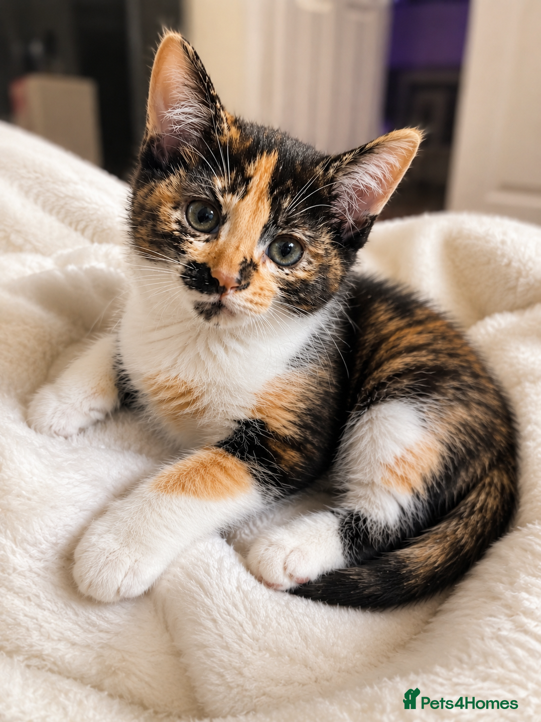 Mixed Breed cats 🐾 Beautiful  Kitten Looking for a Loving Home  - Advert 1