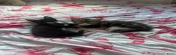 Mixed Breed cats for sale: 2 kittens looking for their forever home - Advert 2