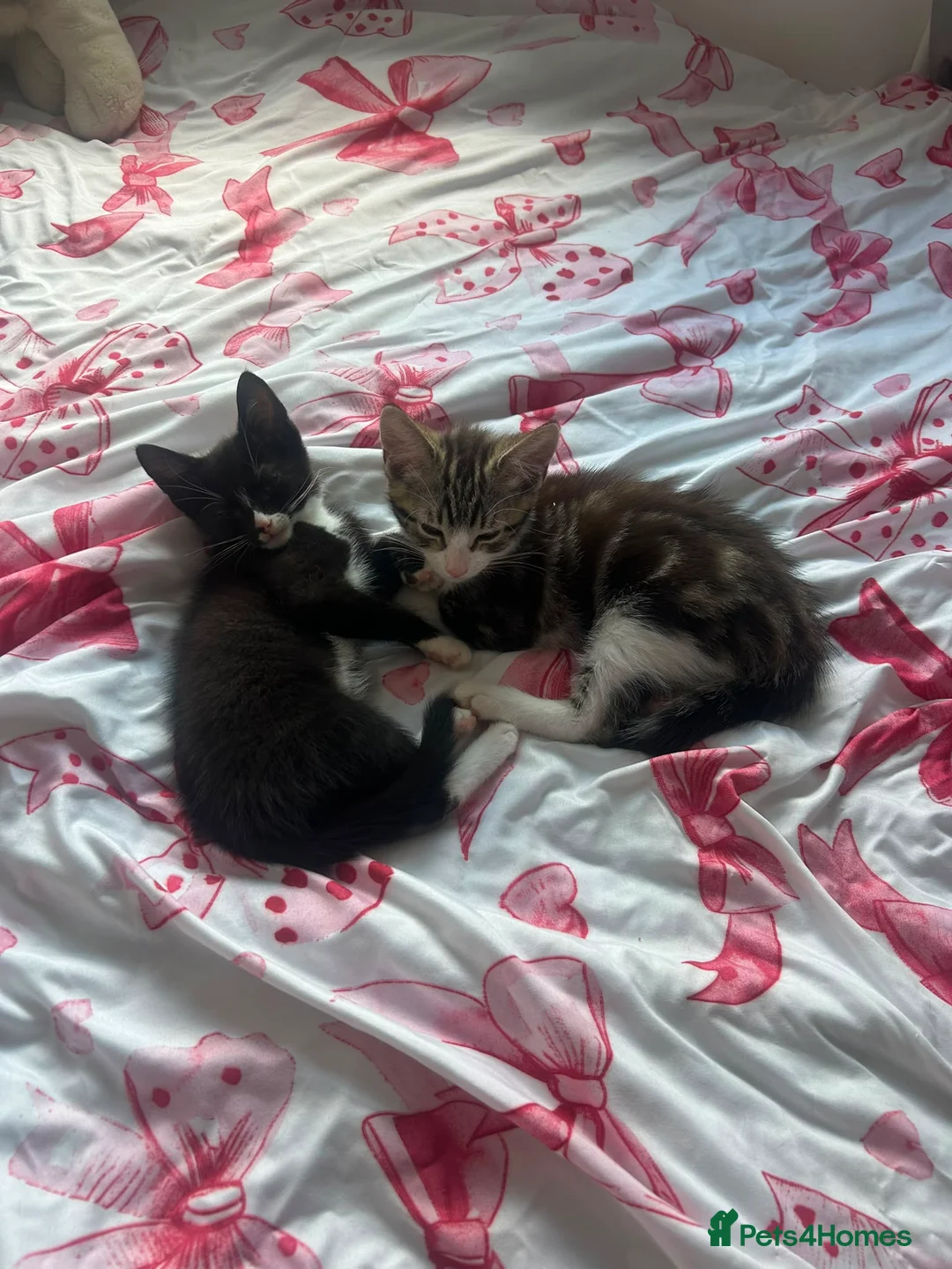 Mixed Breed cats for sale: 2 kittens looking for their forever home - Advert 2
