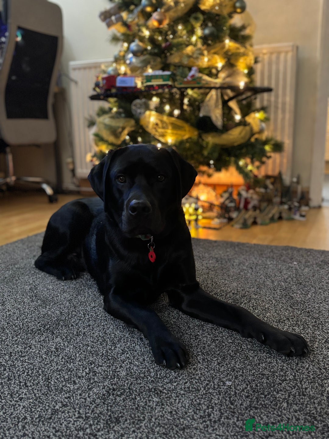 Labrador Retriever dogs for sale: Labrador retriever  - Advert 4