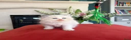 Ragdoll cats for sale: Pedigree Ragdoll babies Ready now - Advert 6