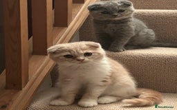 Scottish Fold cats for sale: 🩷🩷🌸Scottish Straight Girl Ready now 🩷🌸 in Haywards Heath - Image 5
