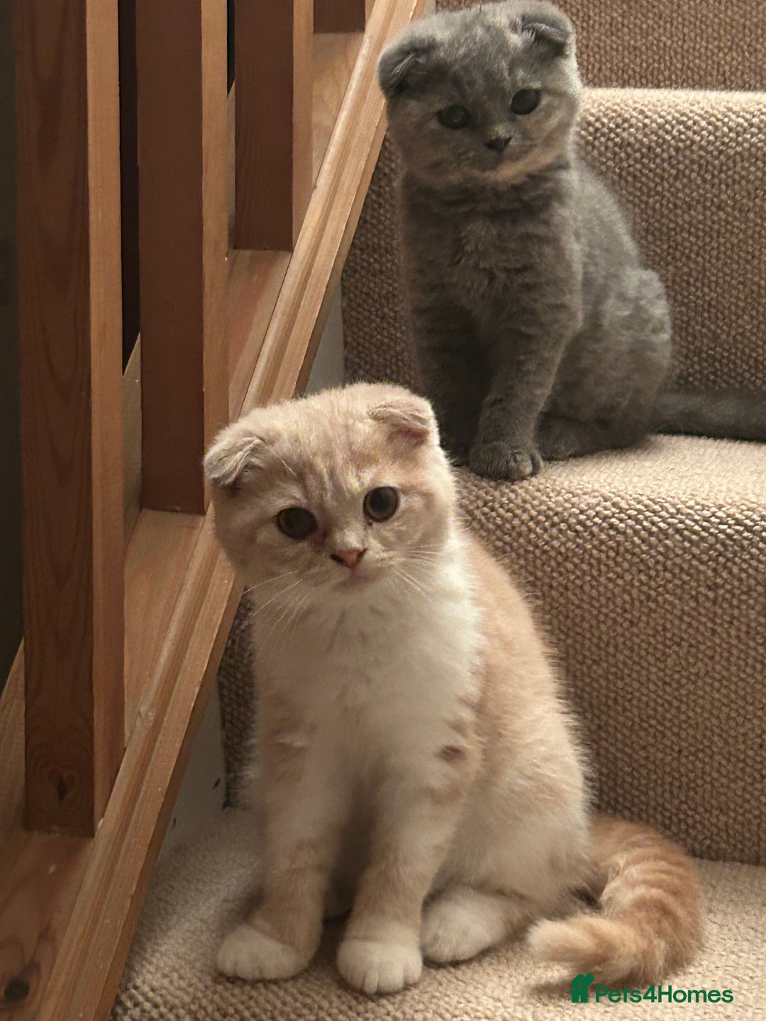 Scottish Fold cats for sale: 🩷🩷🌸Scottish Straight Girl Ready now 🩷🌸 in Haywards Heath - Image 5