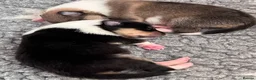 Rough Collie dogs for sale: Clear Non-carriers DM-CEA-MDR1-PRA. 0% inbreeding. - Advert 13