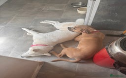 Mixed Breed dogs for sale: Snowy - Image 2