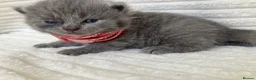 British Shorthair cats for sale: 💙 British shorthair 💙 - Advert 18