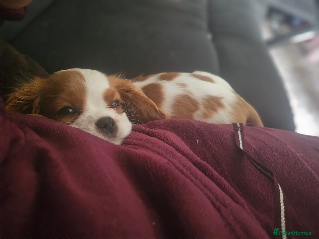 Cavalier King Charles Spaniel dogs for sale: CAVALIER KING CHARLES FOR SALE - Advert 4