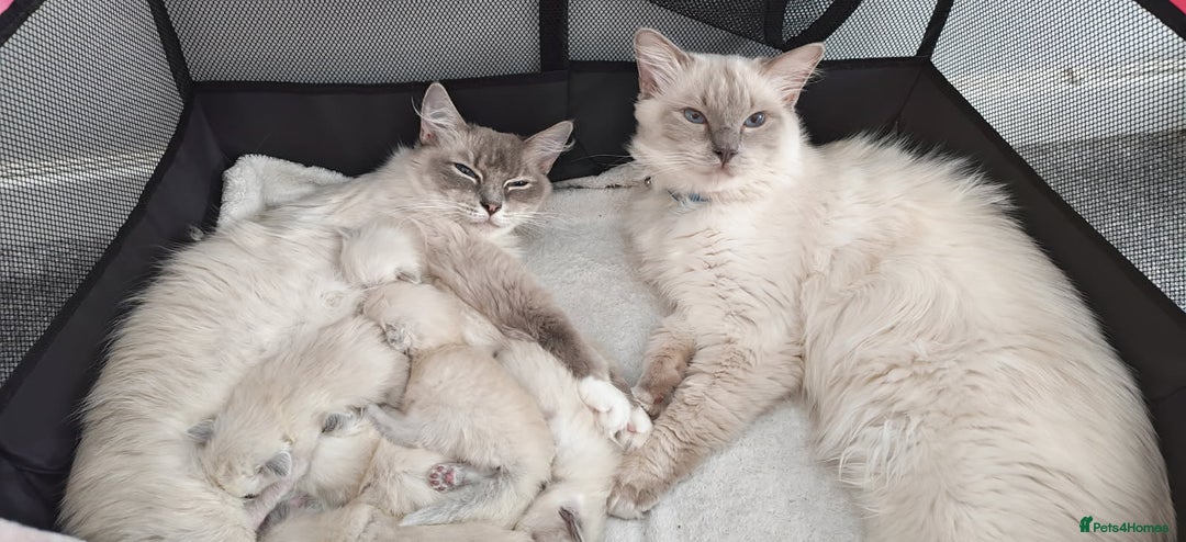 Ragdoll cats for sale: Beautiful Ragdoll Kittens  - Image 15