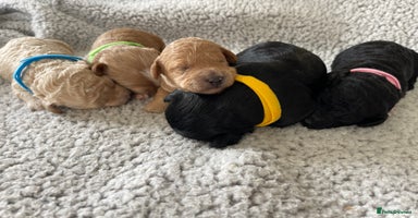 Cockapoo dogs - Advert 5