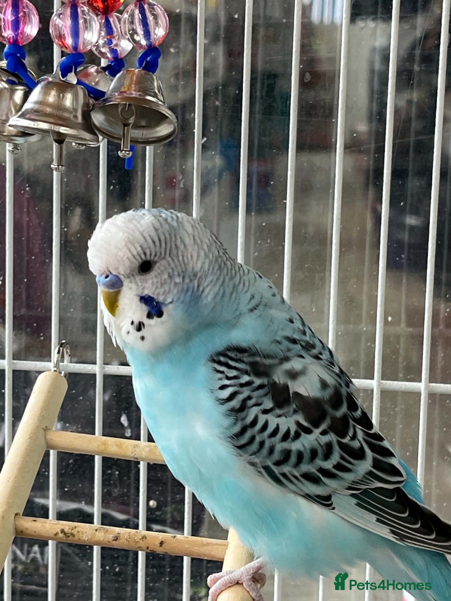 Budgerigars birds Beautiful budgies  - Advert 2