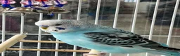 Budgerigars birds for sale: Beautiful budgies  - Advert 2