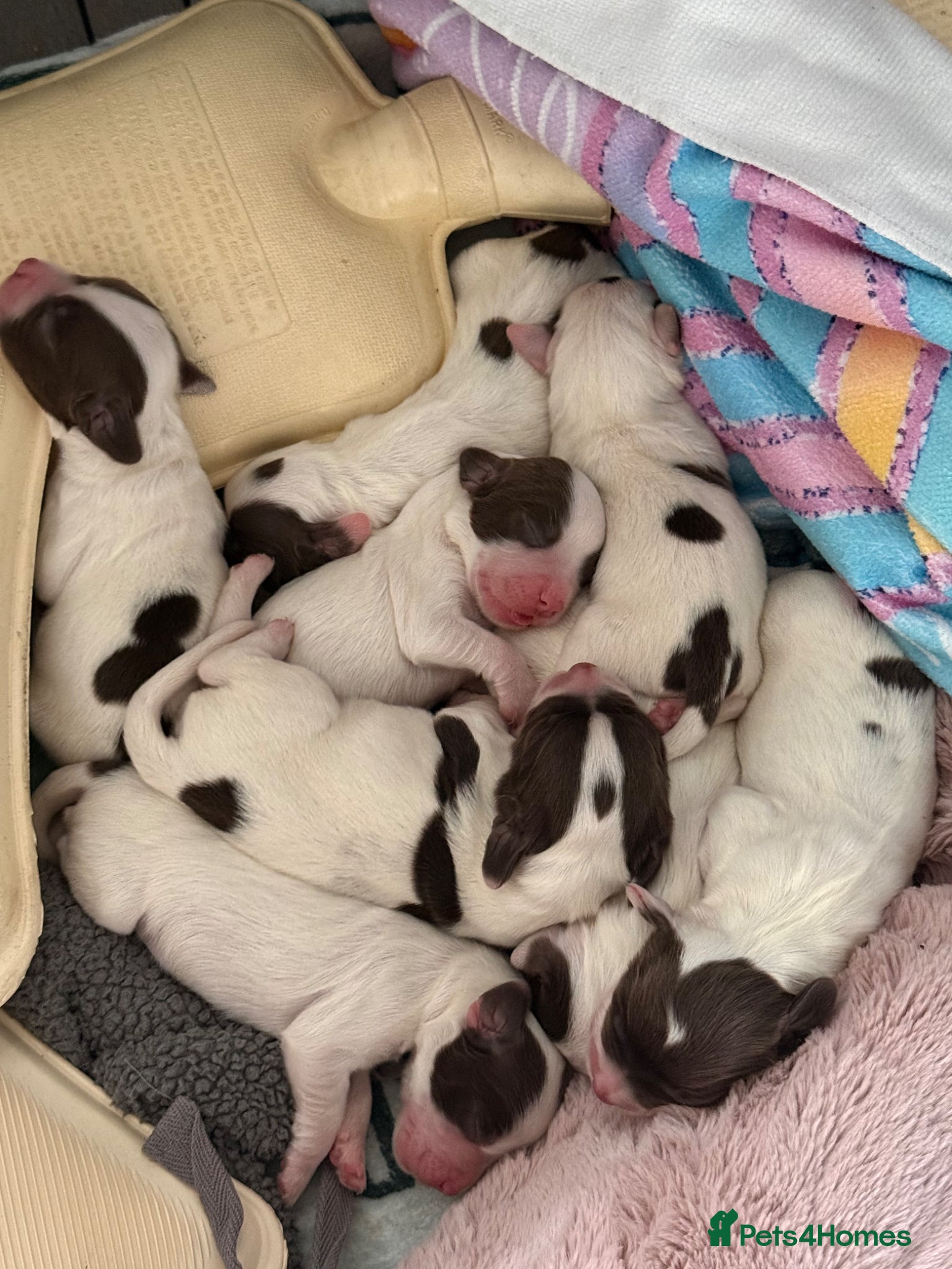 English Springer Spaniel dogs for sale: Kc registered English springer spaniel puppies  in Ryton - Advert 13