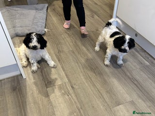 Cockapoo dogs - Advert 3