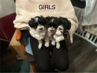 Miniature Schnauzer dogs ❤️PARTI MINIATURE SCHNAUZER GIRLS - Advert 5