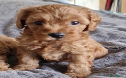 Cavachon dogs for sale: Gorgeous litter cavapoochon puppies - Image 12