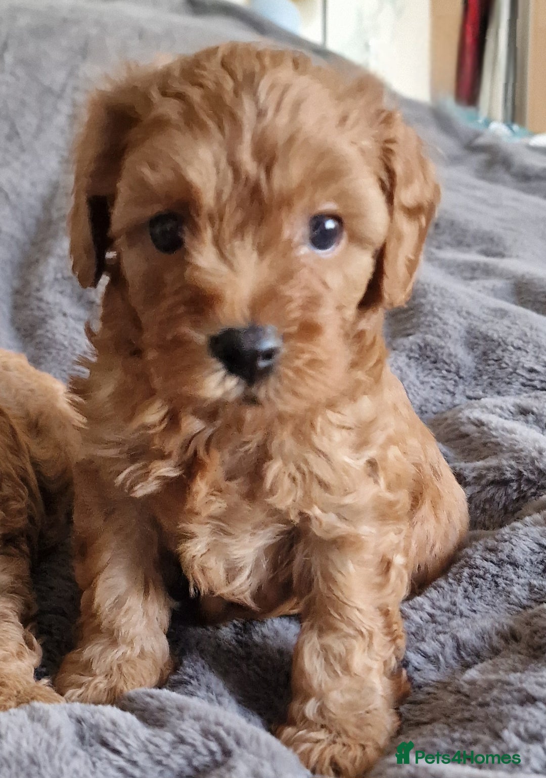 Cavachon dogs for sale: Gorgeous litter cavapoochon puppies - Image 12