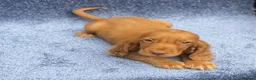 Cocker Spaniel dogs for sale: Beautiful, cocker spaniel’s - Advert 7