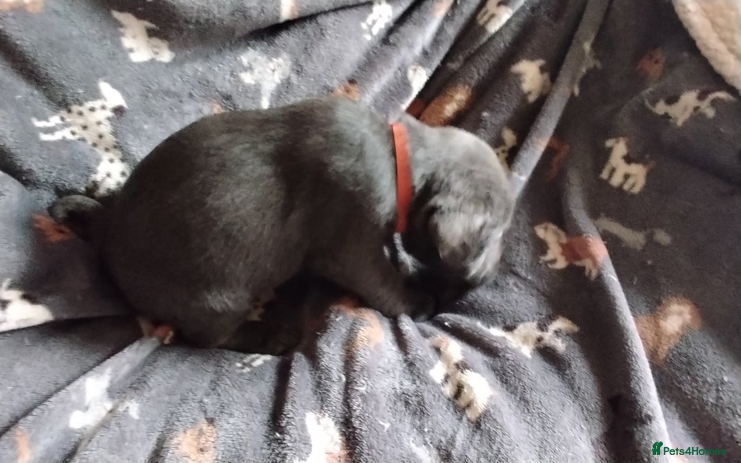 Labrador Retriever dogs for sale: Litter just be born - Advert 13