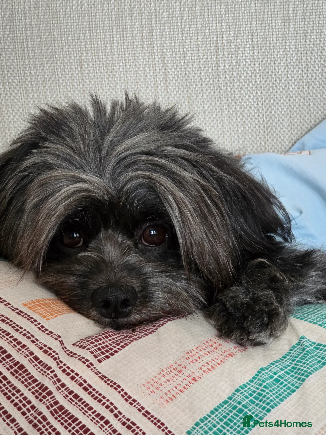 Lhasa Apso dogs for stud: Pure Lhasa Apso small sized Rare Black blue skin - Advert 5