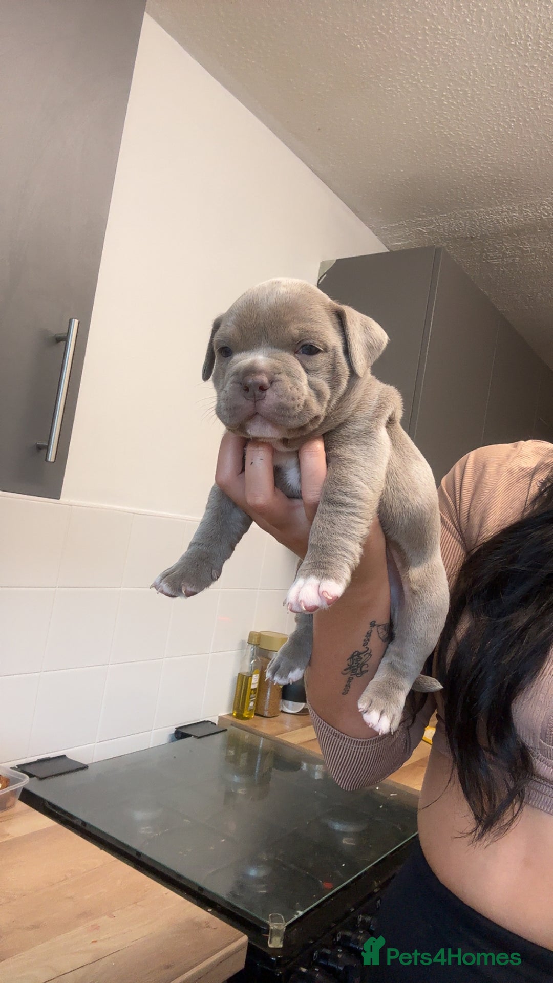 Mixed Breed dogs for sale: Pocket bully x old English bulldogge - Image 1