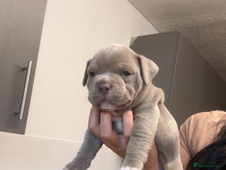 Mixed Breed dogs - Advert 11